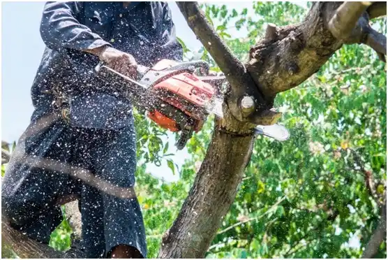 tree services Brookside Village